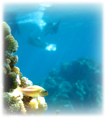 hawkfish on experimental coral