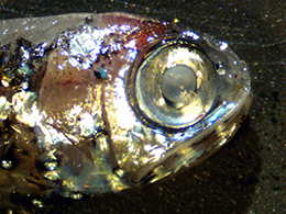 lanternfish sampled from Tetiaroa