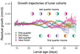lunar patterns of larval fish growth