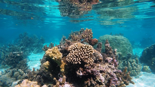 patch reef on Moorea